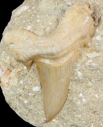 Otodus Shark Tooth Fossil In Rock - Eocene #47728
